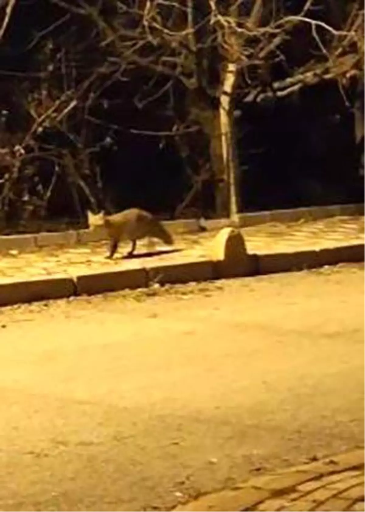 Elazığ’da Aç Kalan Tilki Şehir Merkezine İndi