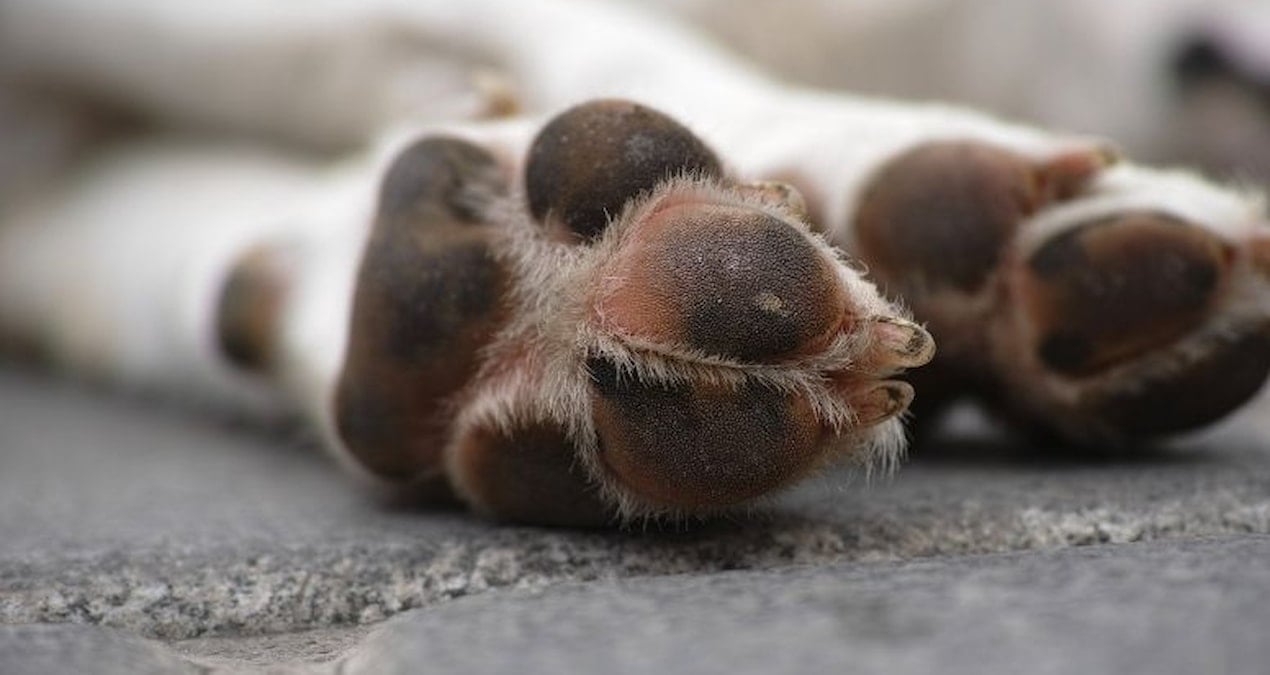 Kırklareli’nde köpek katliamı! İki farklı bölgede bulundular
