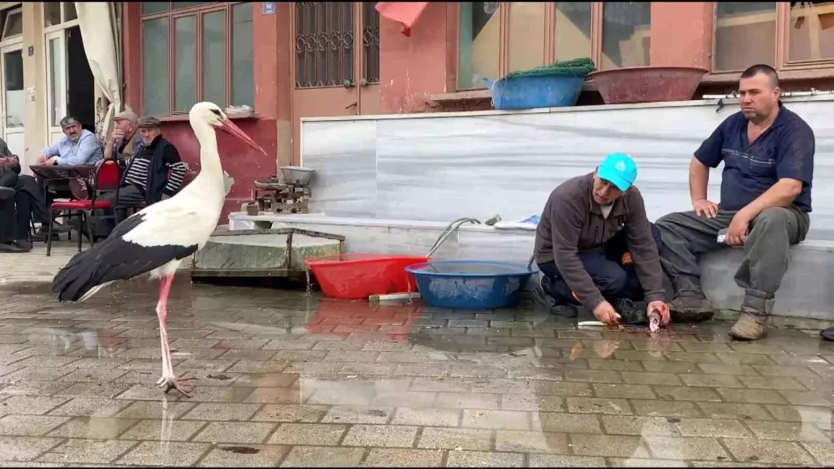 Yusuf Amca ve Bilal Leylek’in Sıcak Dostluğu